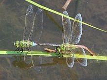 2024 Kleine Königslibelle