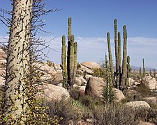 Valle de los Cirios.