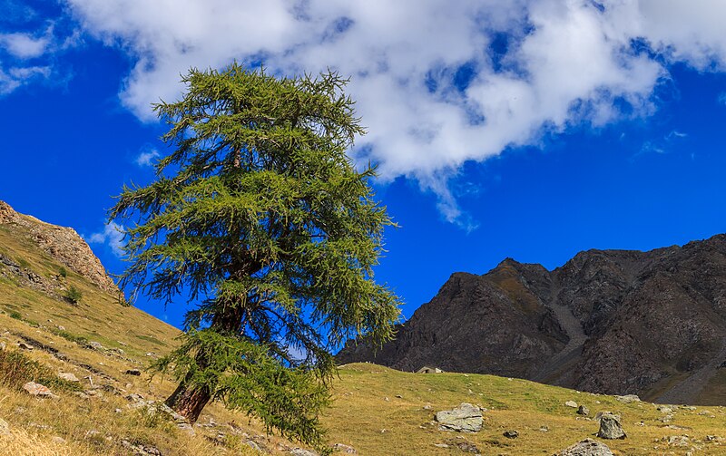 File:Bergtocht van Gimillan (1805m.) naar Colle Tsa Sètse in Cogne Valley (Italië). Europese lariks (Larix decidua) langs het bergpad 02.jpg