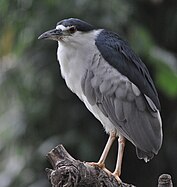 Black-crowned night heron (Nycticorax nycticorax)