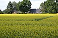 Zomerkoolzaadveld in Nederland