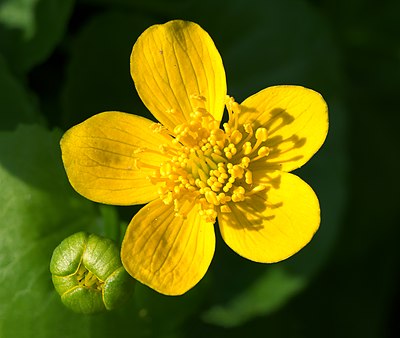 Slika:Caltha palustris (navadna kalužnica).jpg