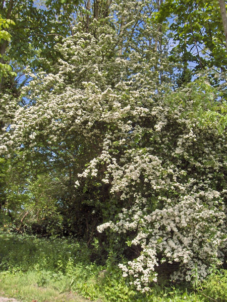 File:Crataegus monogyna(03).jpg