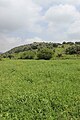 Green fields below hill of Kafr 'Inan