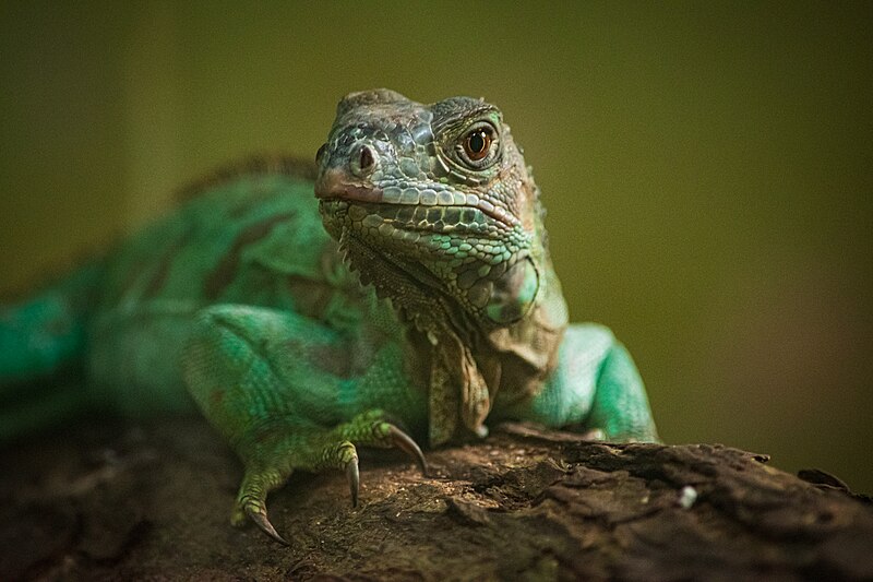 File:Green iguana .jpg