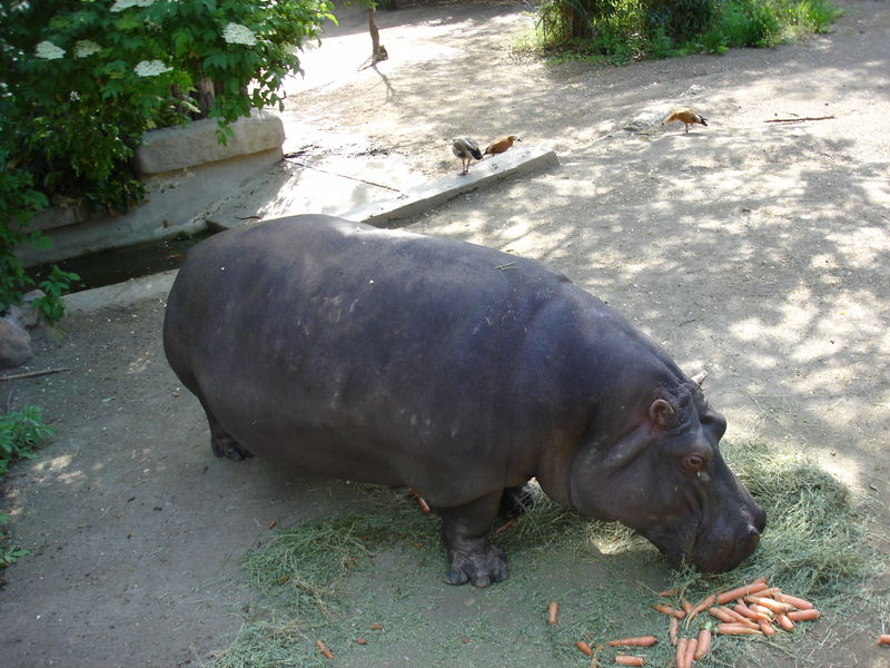 File:Hippopotamus.jpg