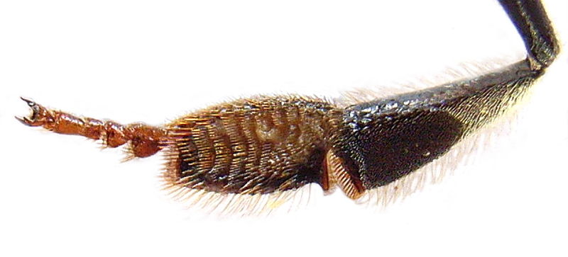 File:Honey bee hind leg from inside 1.jpg