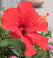 Hibiscus