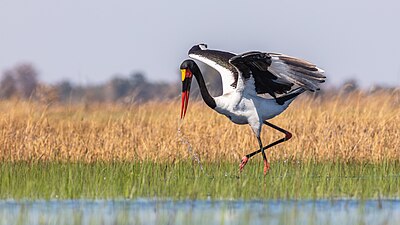 Saddle-billed stork