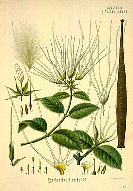 Strophanthus hispidus