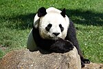 Panda_géant_(Ailuropoda_melanoleuca)_(1)