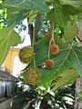 Lá và quả Platanus acerifolia