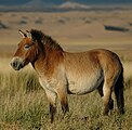 Alle Przewalski-Pferde sind Braunfalben