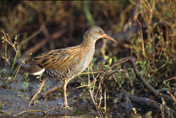 Water rail