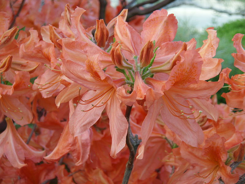 File:Rhododendron molle1.jpg