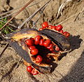 Fruit et graines.