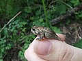 A toad, approximately one week into adult cycle, shown in comparison to an adult female hand