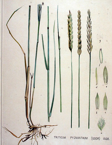 File:Triticum pycnanthum — Flora Batava — Volume v19.jpg