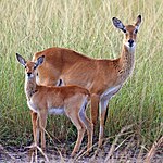 Female kob and calf