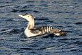 Yellow-billed loon (Gavia adamsii) in winter plumage