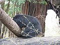 Bears at Bannerghatta National Park