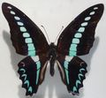 Graphium sarpedon