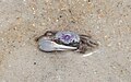 Fiddler crab