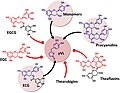 Flavan-3-ol precursors of the microbial metabolite 5-(3′/4′-dihydroxyphenyl)-γ-valerolactone (gVL). Only compounds with intact (epi)catechin moiety result in the formation of γVL by the intestinal microbiome. ECG, (−)-epicatechin-3-O-gallate; EGCG, Epigallocatechin gallate; EGC, Epigallocatechin.