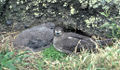 Kermadec petrel