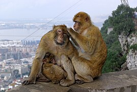 Toloy lilkol basriftas, Gibraltar, Espana