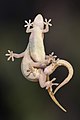 Common house geckos mating