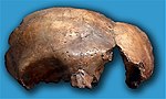 Óso cranial fontal dun raparigo neandertal atopado na cova de La Garigüela