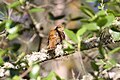 Ruddy-capped nightingale-thrush