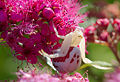 Misumena vatia (female)