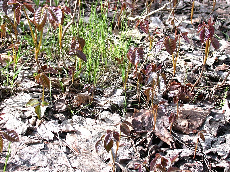 File:Toxicodendron radicans 15-p.bot-rhus.radica-078.jpg