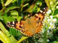 Vanessa cardui