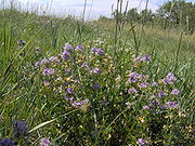 Light violet flowers