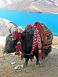 Jak in Tibet