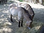 ZOO Brno13 Equus przewalskii