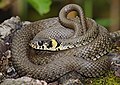 Grass snake