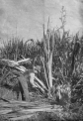 A 'cutter' harvesting the green leaves, using a sickle