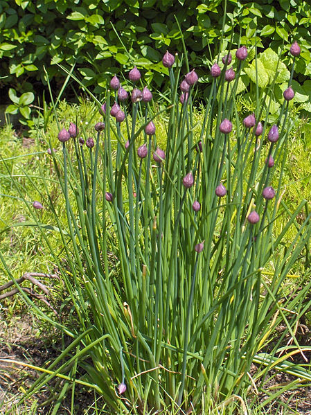 File:Allium schoenoprasum(01).jpg