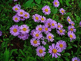 Aster alpinus (Alpnaster)