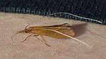 Triaenodes bicolor