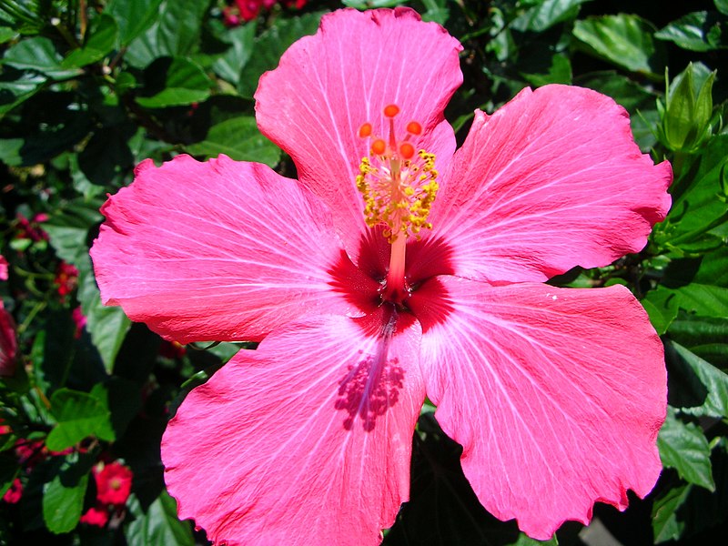 File:Brilliant Hibiscus.jpg