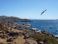 Magnificent Frigatebird (Fregata magnificens) in flight on the coast of North Seymour Island in the Galapagos