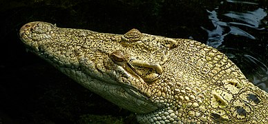 Crocodylus porosus - Wilhelma.jpg