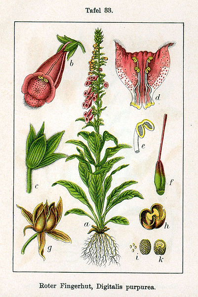 File:Digitalis purpurea Sturm10033.jpg