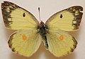 Colias philodice ♀