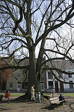 a tree towering over buildings and people